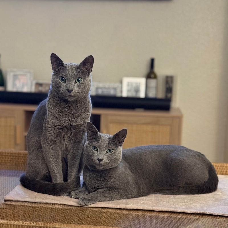 Two gray cats sitting on a mat in a room with a blurred background
